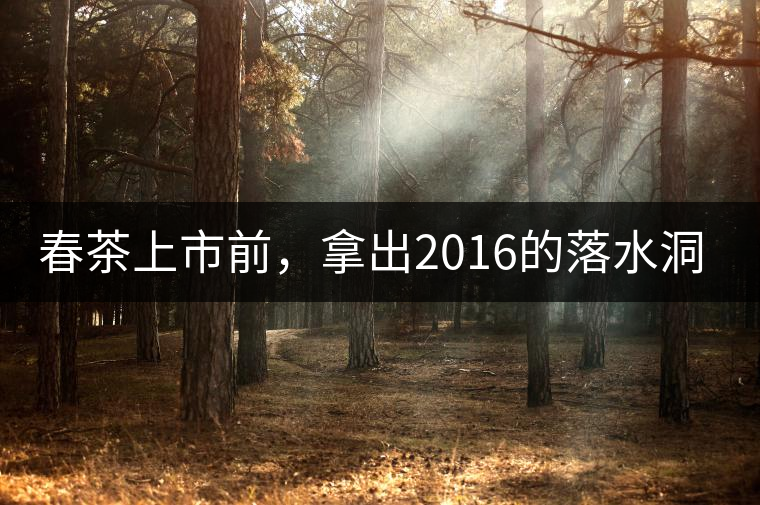 春茶上市前,拿出2016的落水洞秋茶開湯 春茶上市前,拿出2016的落水洞秋茶開湯