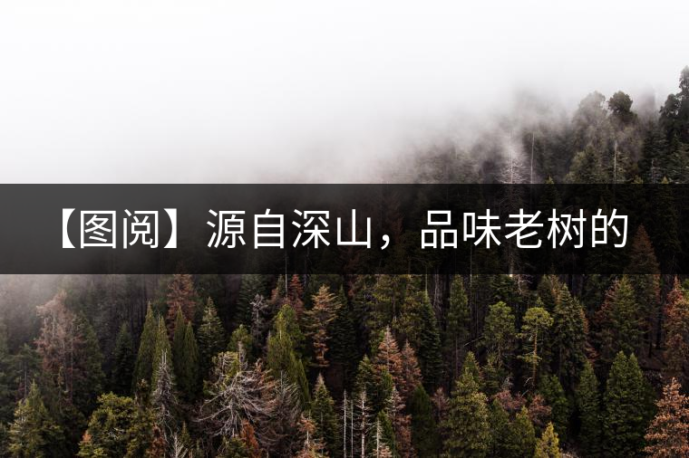 【圖閱】源自深山,品味老樹的味道 【圖閱】源自深山,品味老樹的味道
