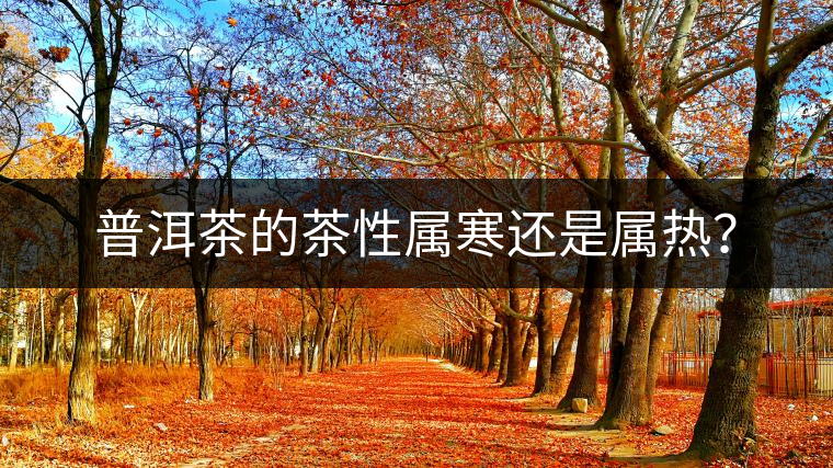 普洱茶的茶性屬寒還是屬熱？