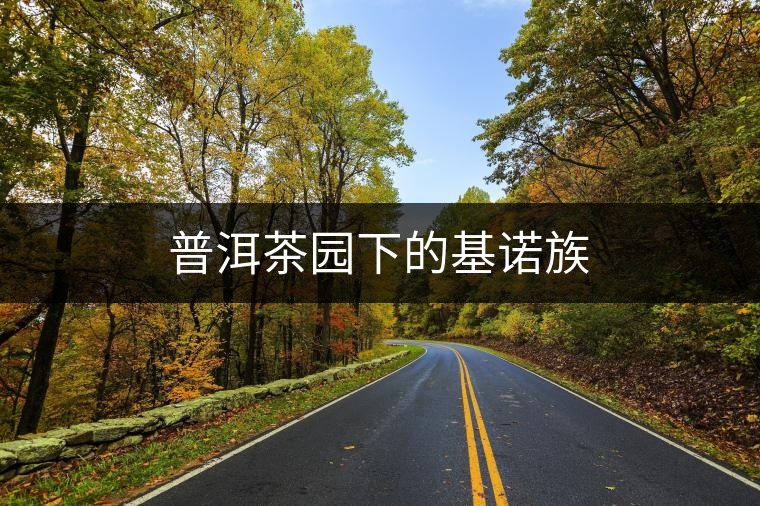 普洱茶園下的基諾族 普洱茶園下的基諾族