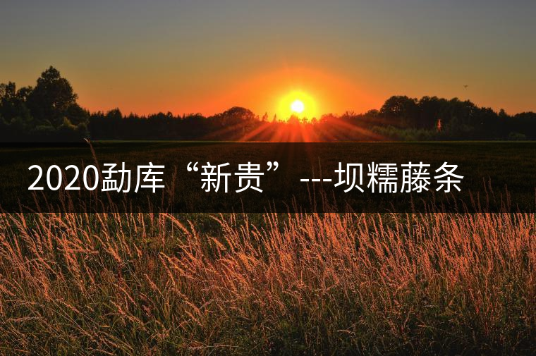 2020勐庫“新貴”---壩糯藤條茶,是如何一夜爆紅的? 2020勐庫“新貴”---壩糯藤條茶,是如何一夜爆紅的?