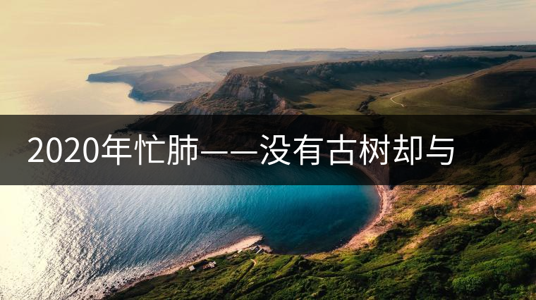 2020年忙肺——沒有古樹卻與冰島、昔歸齊名的普洱茶