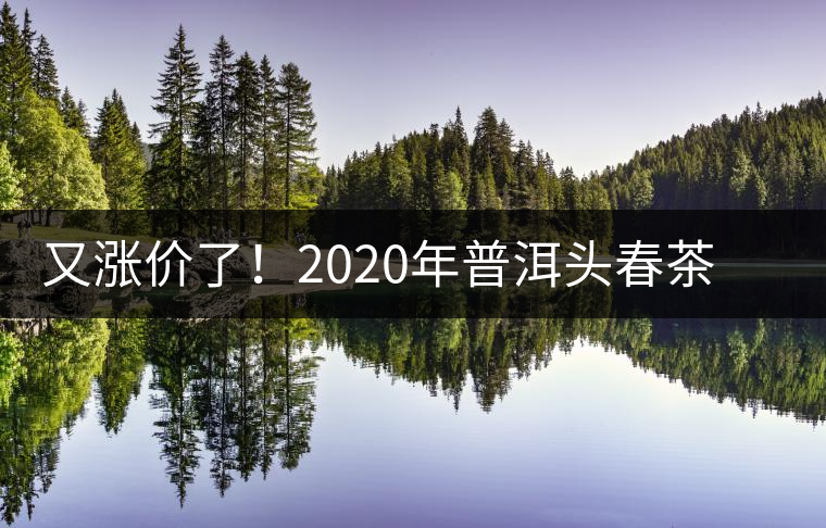 又漲價了！2020年普洱頭春茶同比減產50%，導致微小區域價格上浮