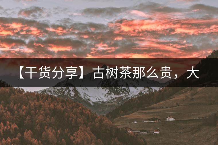 【干貨分享】古樹茶那么貴，大家為什么還在瘋狂追求？