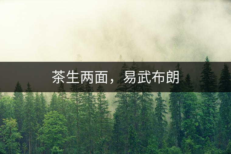 茶生兩面，易武布朗