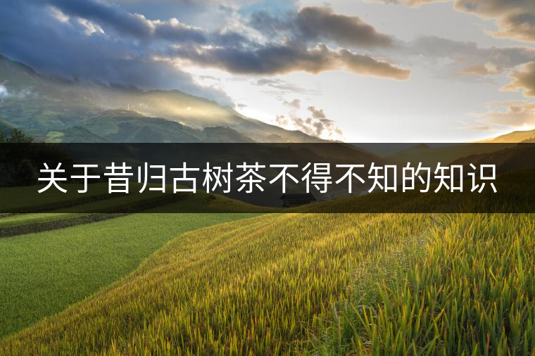 關于昔歸古樹茶不得不知的知識 關于昔歸古樹茶不得不知的知識