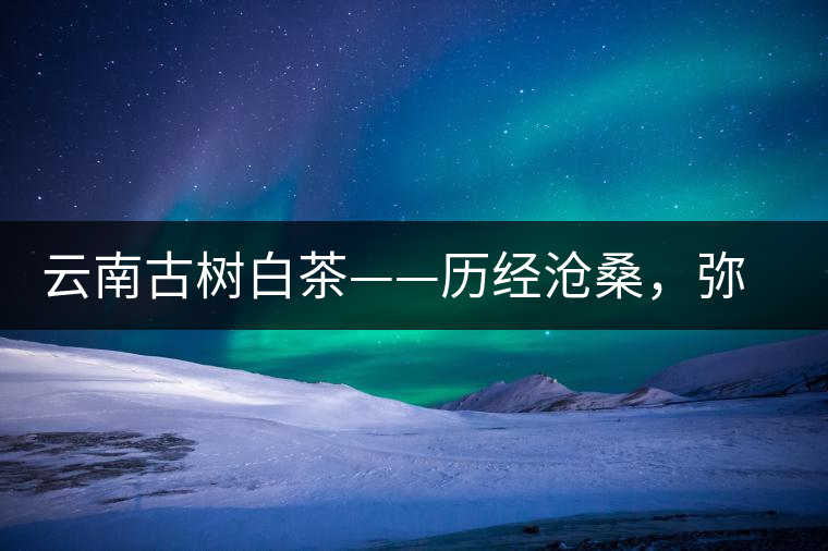 云南古樹白茶——歷經滄桑，彌足珍貴