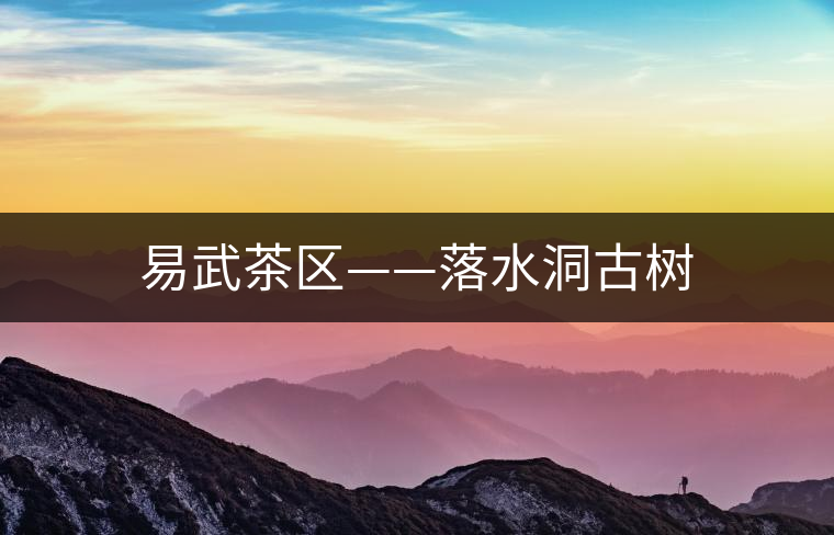 易武茶區——落水洞古樹 易武茶區——落水洞古樹