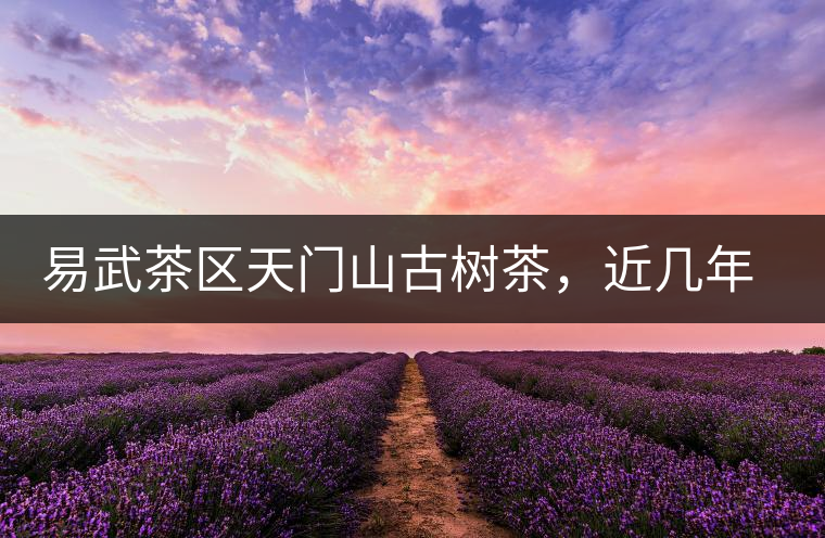 易武茶區天門山古樹茶，近幾年的熱門山頭