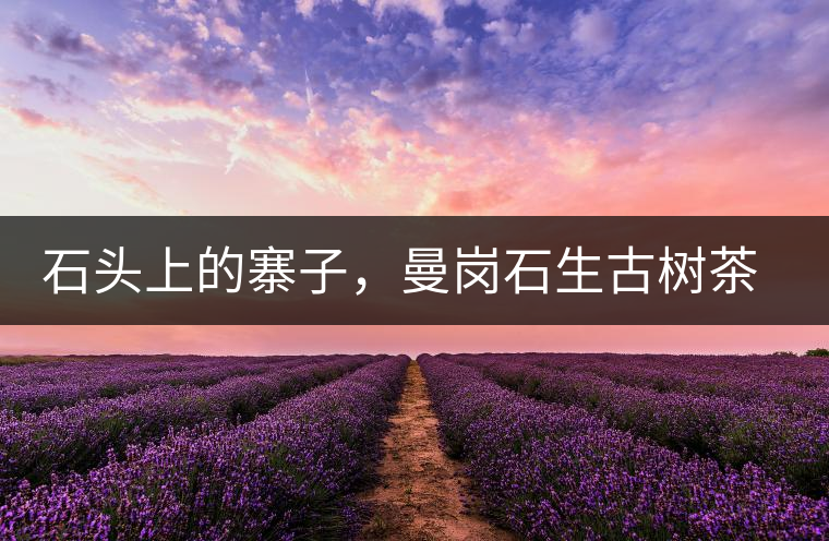 石頭上的寨子，曼崗石生古樹(shù)茶特點(diǎn)介紹
