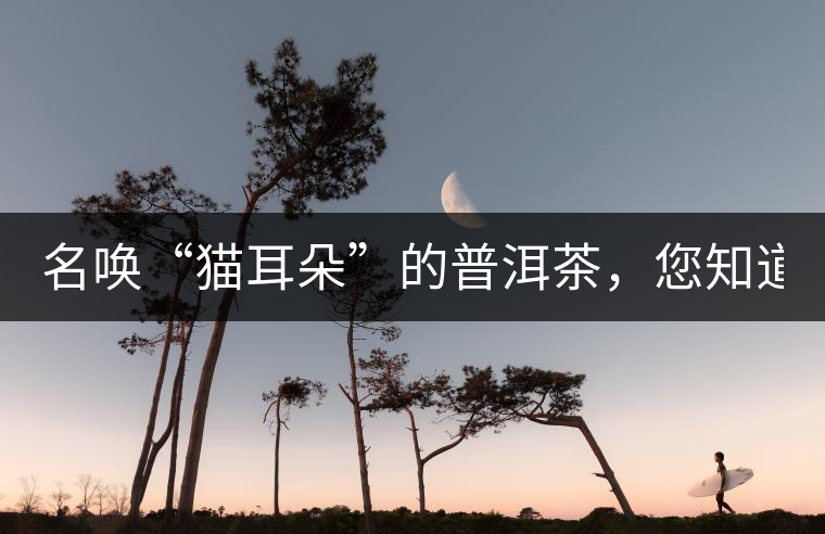 名喚“貓耳朵”的普洱茶，您知道嗎、