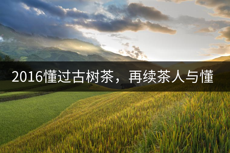 2016懂過古樹茶，再續茶人與懂過的故事