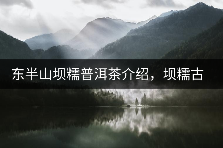 東半山壩糯普洱茶介紹，壩糯古樹茶口感特點(diǎn)