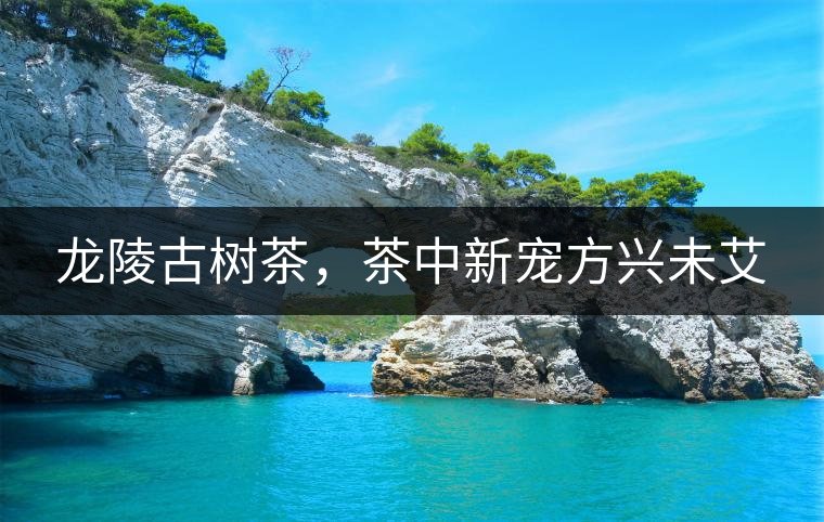 龍陵古樹茶，茶中新寵方興未艾