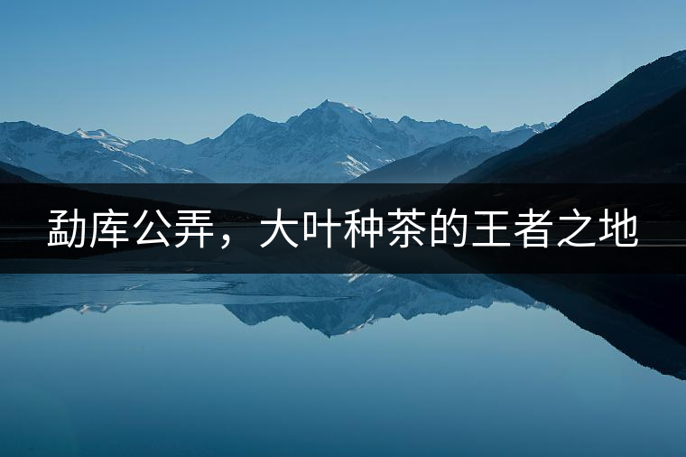 勐庫公弄，大葉種茶的王者之地