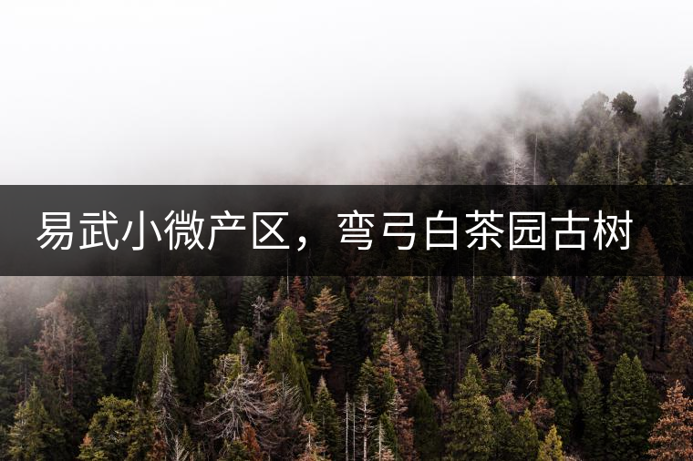 易武小微產區,彎弓白茶園古樹茶介紹 易武小微產區,彎弓白茶園古樹茶介紹