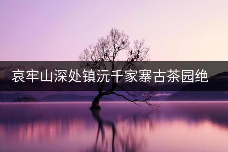 哀牢山深處鎮沅千家寨古茶園絕美生態