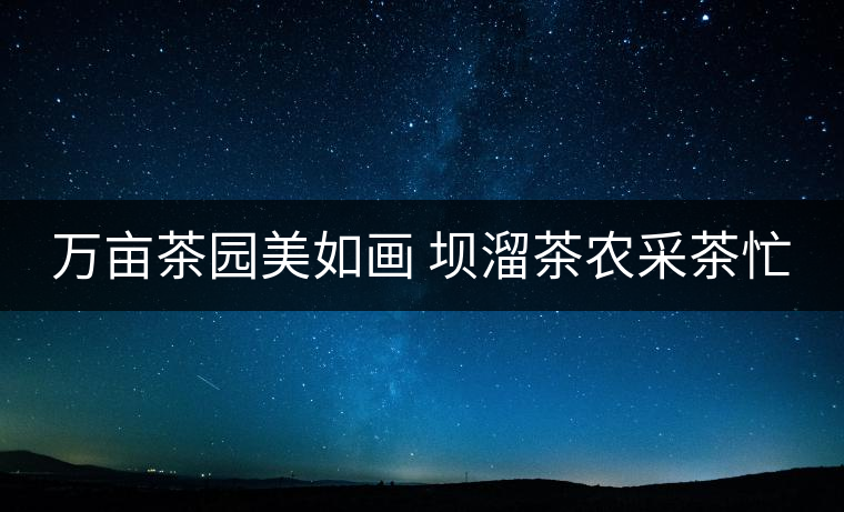 萬(wàn)畝茶園美如畫(huà) 壩溜茶農(nóng)采茶忙