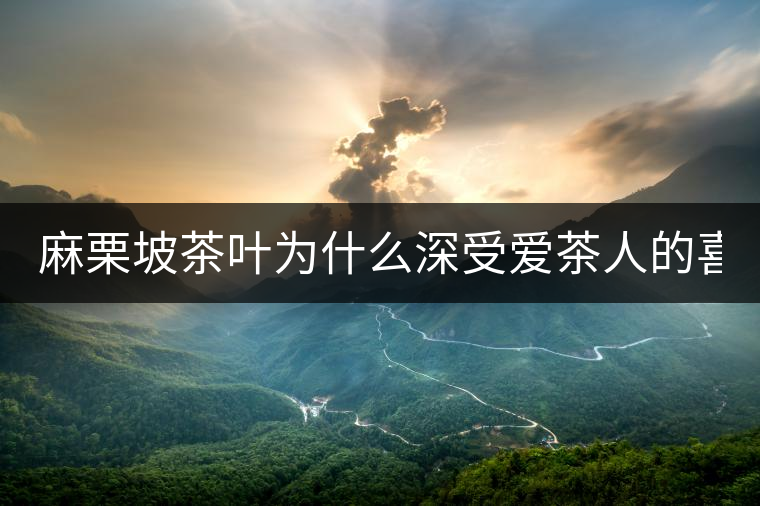 麻栗坡茶葉為什么深受愛茶人的喜愛? 麻栗坡茶葉為什么深受愛茶人的喜愛?