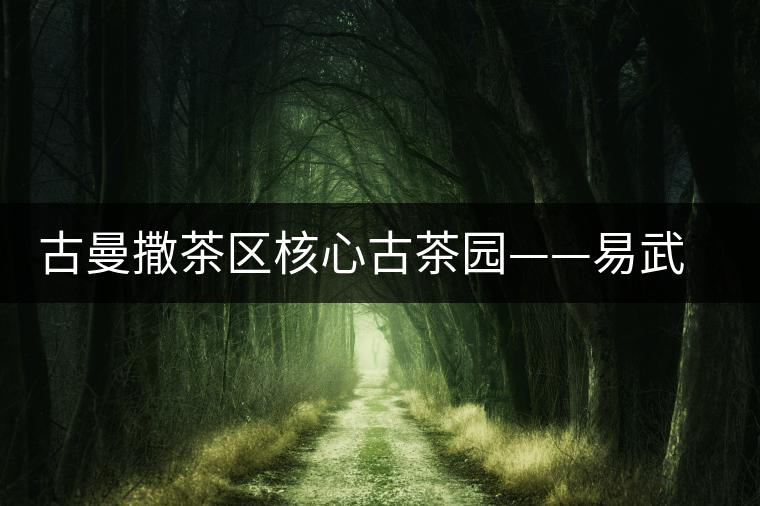 古曼撒茶區(qū)核心古茶園——易武彎弓瑤寨白茶園