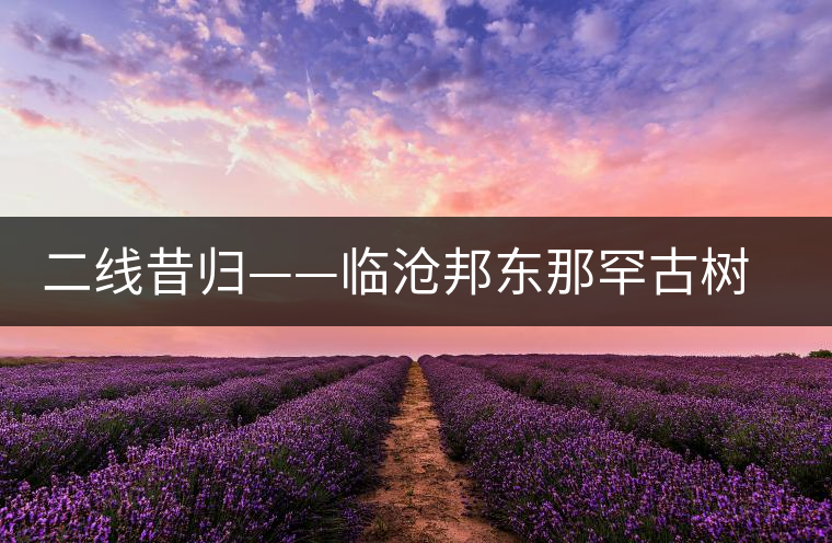 二線昔歸——臨滄邦東那罕古樹茶 二線昔歸——臨滄邦東那罕古樹茶