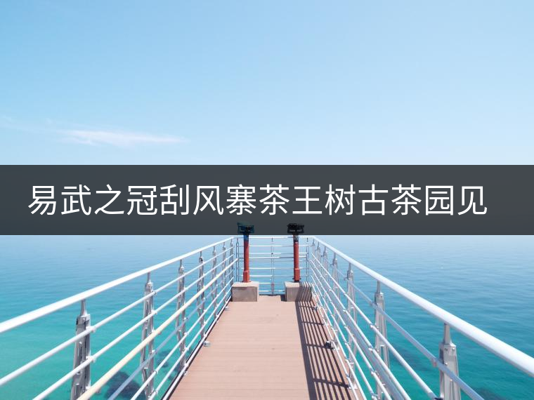 易武之冠刮風寨茶王樹古茶園見聞