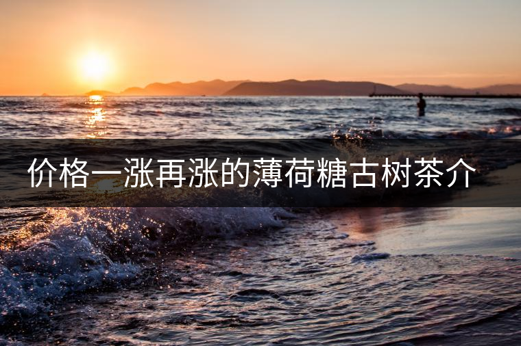 價格一漲再漲的薄荷糖古樹茶介紹 價格一漲再漲的薄荷糖古樹茶介紹