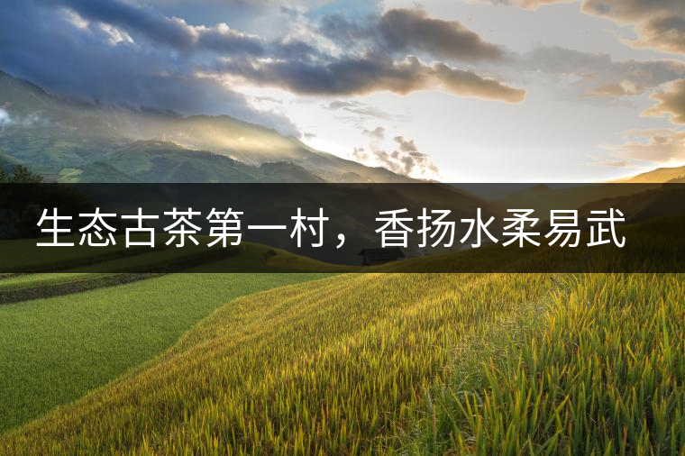 生態(tài)古茶第一村，香揚(yáng)水柔易武落水洞古樹(shù)茶