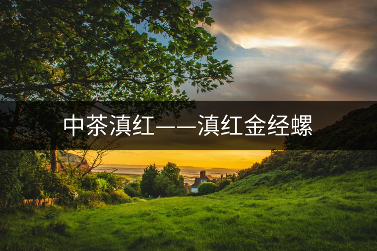 中茶滇紅——滇紅金經螺