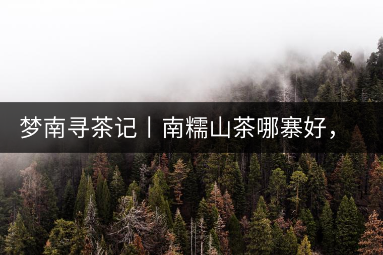 夢南尋茶記丨南糯山茶哪寨好，半坡老寨數第一