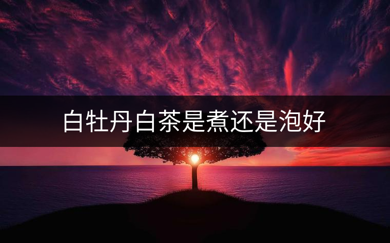 白牡丹白茶是煮還是泡好