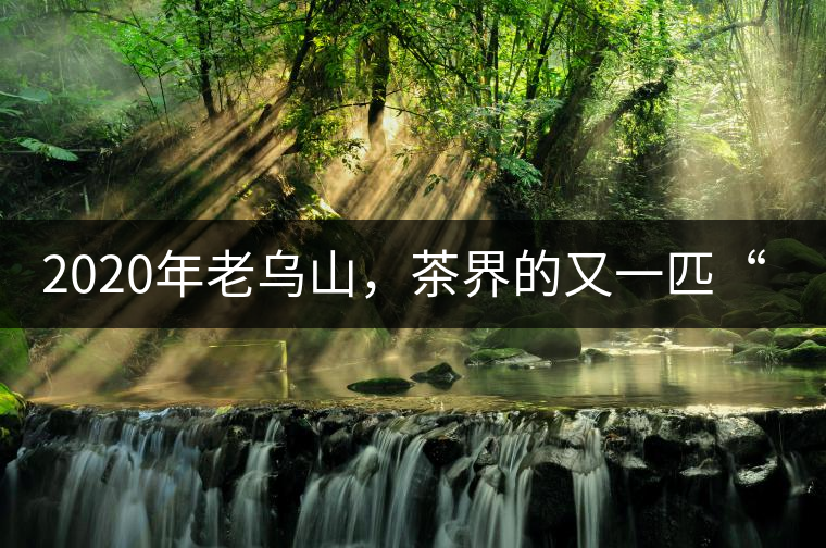 2020年老烏山,茶界的又一匹“黑馬-易武中聘號 2020年老烏山,茶界的又一匹“黑馬-易武中聘號