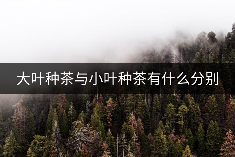 大葉種茶與小葉種茶有什么分別