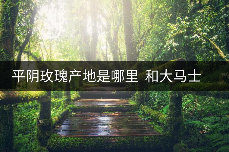 平陰玫瑰產地是哪里  和大馬士革玫瑰哪個好