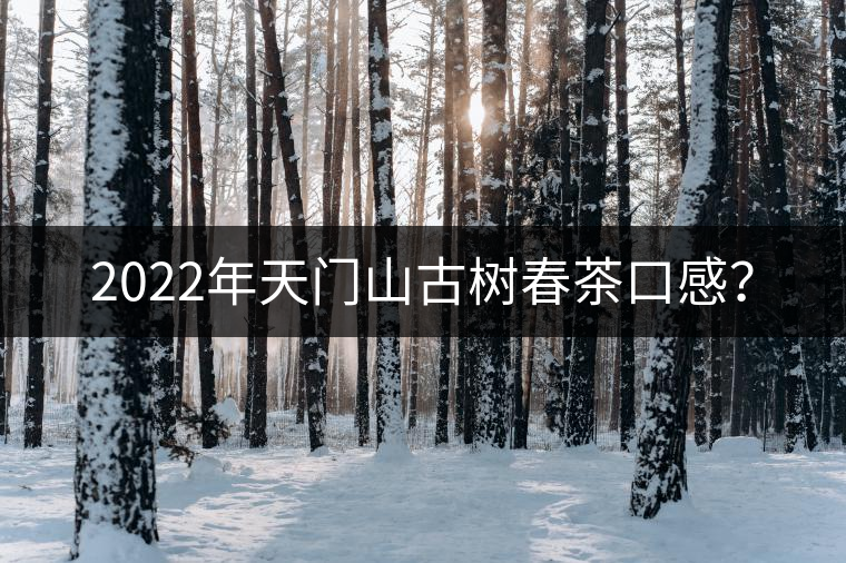 2022年天門山古樹春茶口感? 2022年天門山古樹春茶口感?