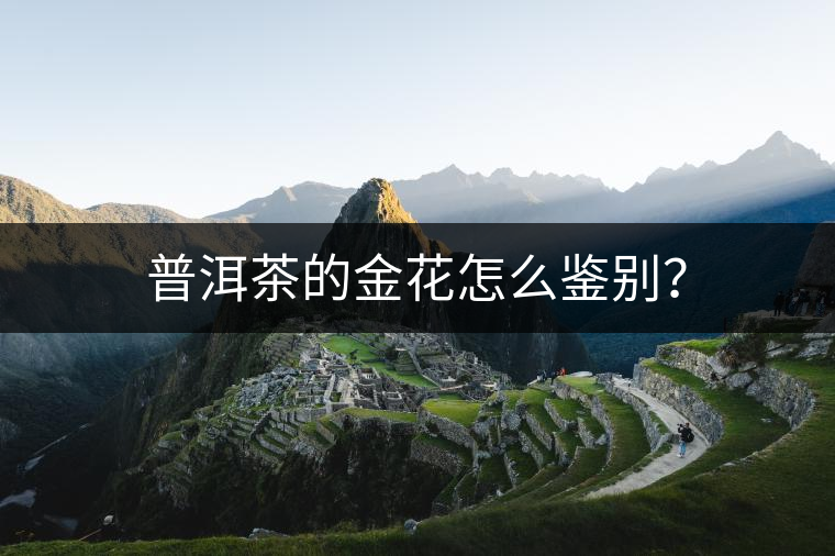 普洱茶的金花怎么鑒別？