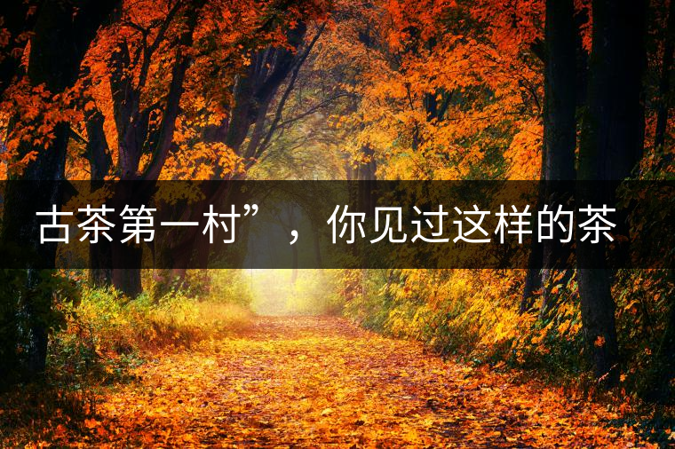 古茶第一村”，你見過這樣的茶樹嗎？