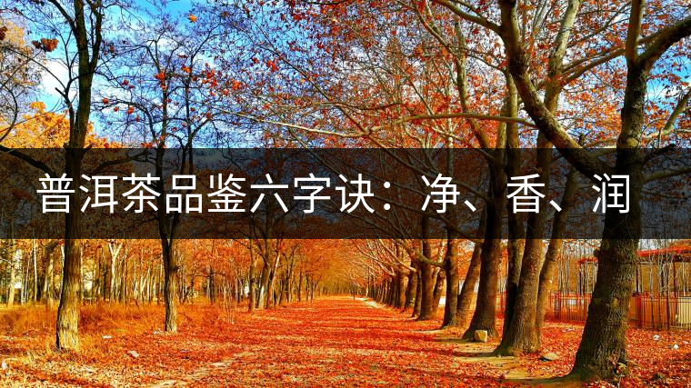 普洱茶品鑒六字訣:凈、香、潤(rùn)、厚、甘、甜,帶你體驗(yàn)普洱的魅力 普洱茶品鑒六字訣:凈、香、潤(rùn)、厚、甘、甜,帶你體驗(yàn)普洱的魅力