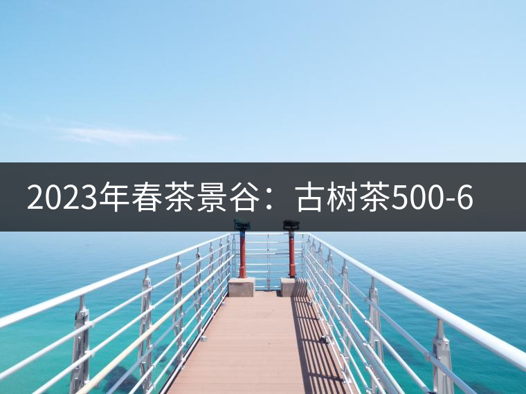2023年春茶景谷：古樹茶500-600元／公斤，紫芽茶300-480元／公斤，白芽茶1200-2000元／公斤。