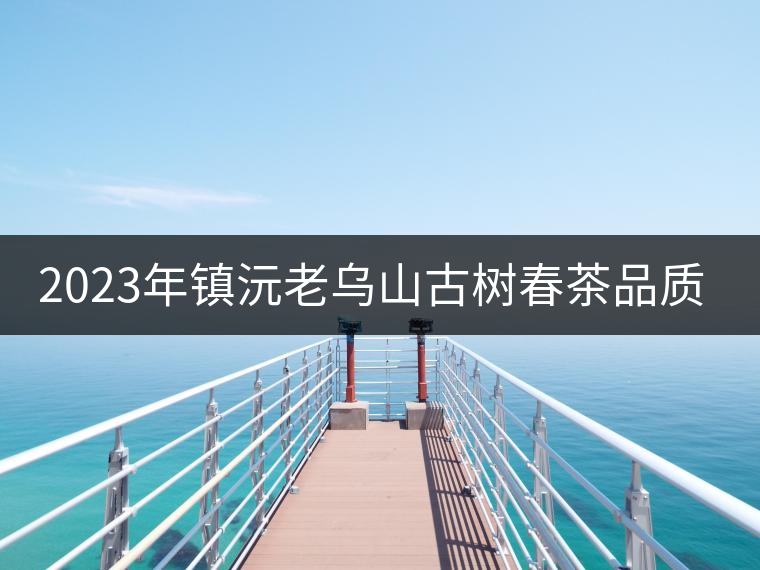 2023年鎮(zhèn)沅老烏山古樹春茶品質(zhì)如何? 2023年鎮(zhèn)沅老烏山古樹春茶品質(zhì)如何?