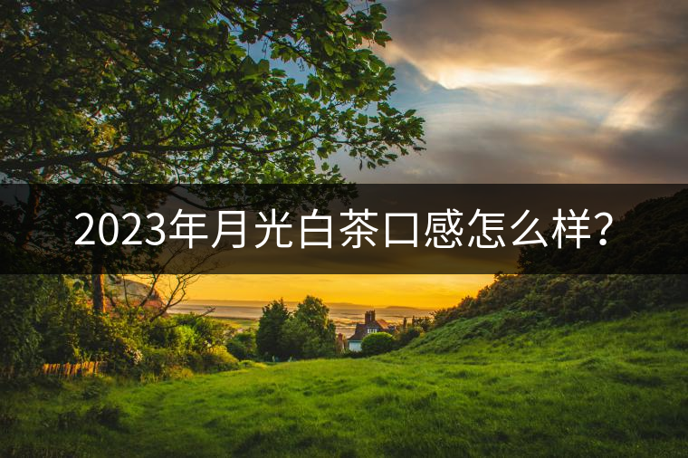 2023年月光白茶口感怎么樣? 2023年月光白茶口感怎么樣?