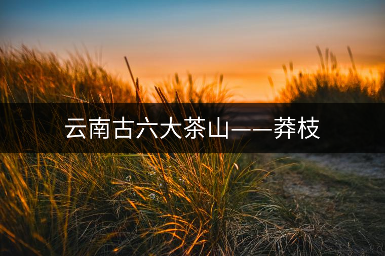 云南古六大茶山——莽枝 云南古六大茶山——莽枝