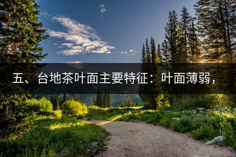 五、臺(tái)地茶葉面主要特征：葉面薄弱，如薄紙易折;沖泡之后無(wú)力恢復(fù)彈性，甚至多次沖泡也不能展開(kāi)，葉子愈薄愈差。