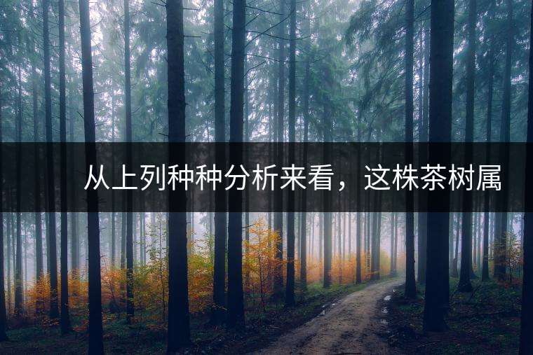 　　從上列種種分析來看，這株茶樹屬野生類型應(yīng)無疑問。