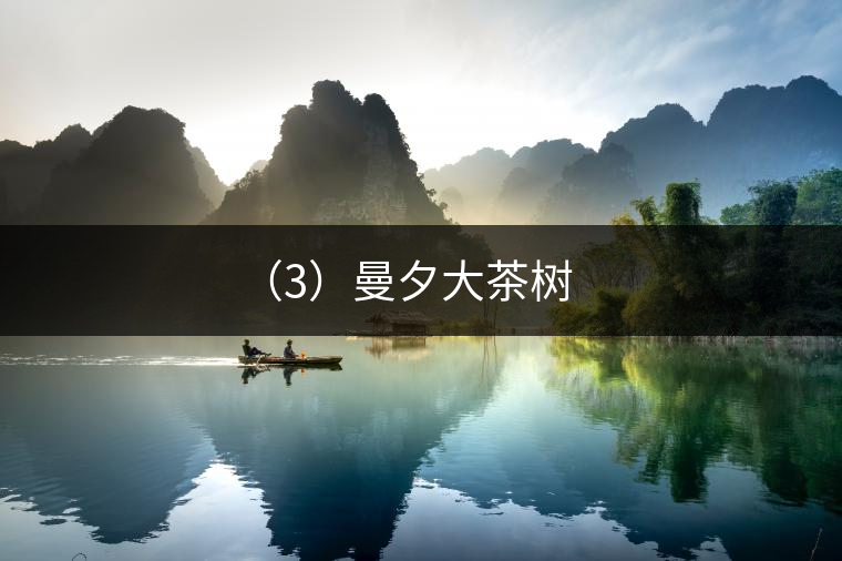 (3)曼夕大茶樹 (3)曼夕大茶樹