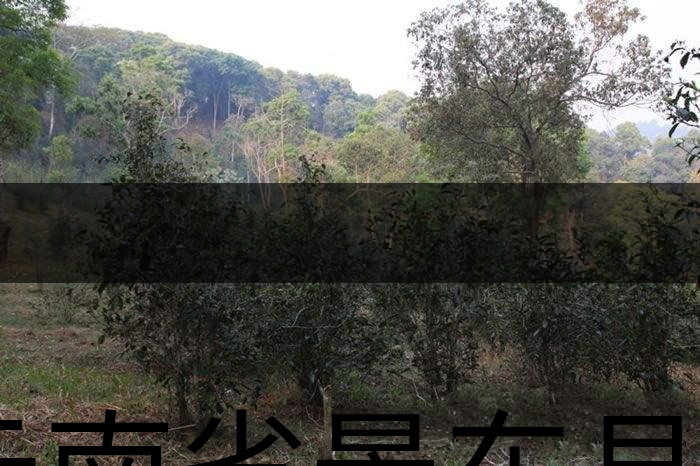 云南省景東縣茶業概況簡述（第一章）