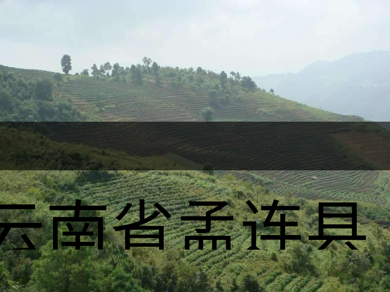 云南省孟連縣茶業概況簡述（下敘）