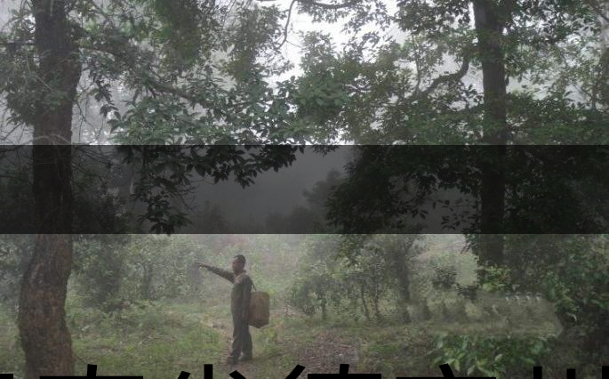 云南省德宏州瑞麗市茶業概況簡述（下篇）