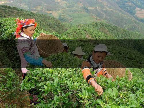 云南省麗江市茶業概況簡述