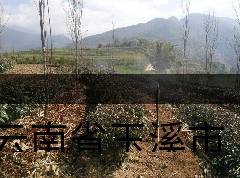 云南省玉溪市新平縣茶業概況簡述